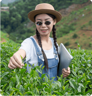 Premium agarwood (oud) tree cultivation in India