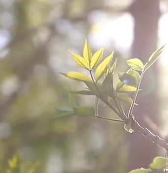 Volunteer with shovel